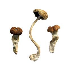 Malaysian Mushrooms, a strain of Psilocybe cubensis, are renowned for their distinctive visual and emotional effects. Originating from the tropical regions of Malaysia, these mushrooms offer a potent psychedelic experience.