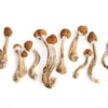 Looking to buy Golden Mammoth Magic Mushrooms online? You’ve come to the right place. At BestDMTShopOnline.com, we offer high-quality, organically cultivated Golden Mammoth mushrooms