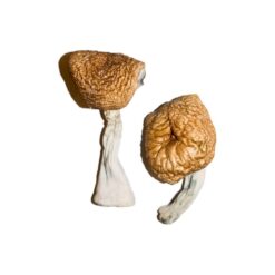 Burmese strain dried botanical specimens displaying slender stalks and distinct tan caps