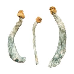 view of the dense golden brown cap structure on a Creeper fungal specimen