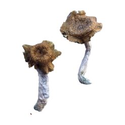 Close up view of the dense ivory white cap structure on a Florida White fungal specimen