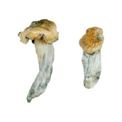 Gold Member strain dried botanical specimens displaying dense stalks and golden caps