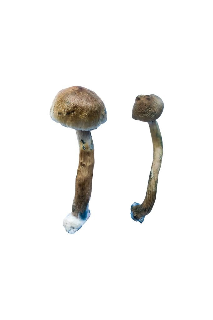 Close up view of the broad golden brown cap structure on a Golden Teacher Special fungal specimen