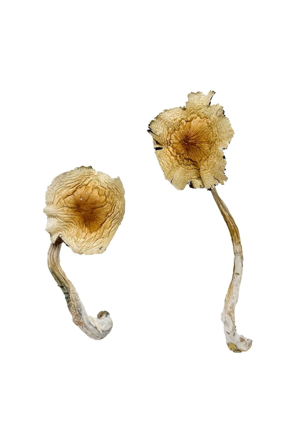 Close up view of the dense bell shaped golden cap structure on a Guadalajara Mexico fungal specimen