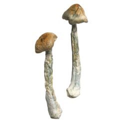 HillBilly strain dried botanical specimens displaying characteristically thick gnarled stalks