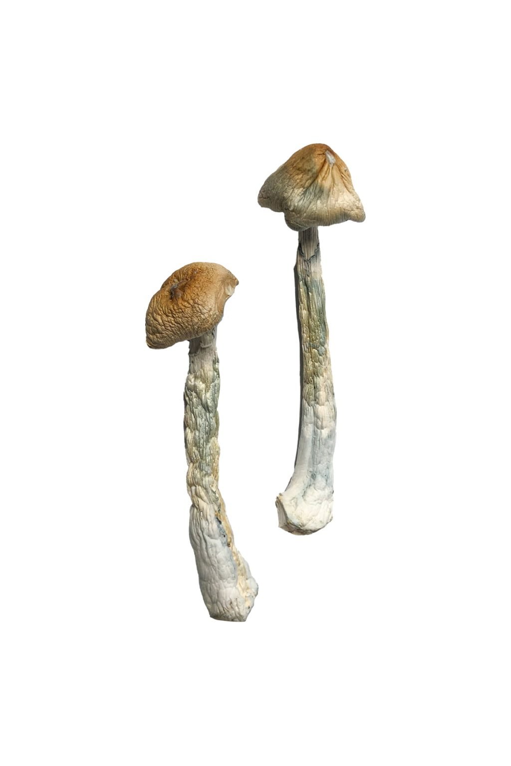 HillBilly strain dried botanical specimens displaying characteristically thick gnarled stalks