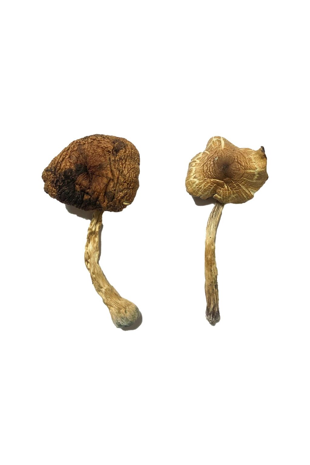 Lizard King strain dried botanical specimens displaying slender stalks and distinct tan caps