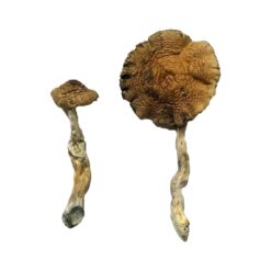 dense convex golden brown cap structure on a Lizard King fungal specimen