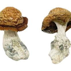 flat pale cap structure on a Makilla Gorilla fungal specimen
