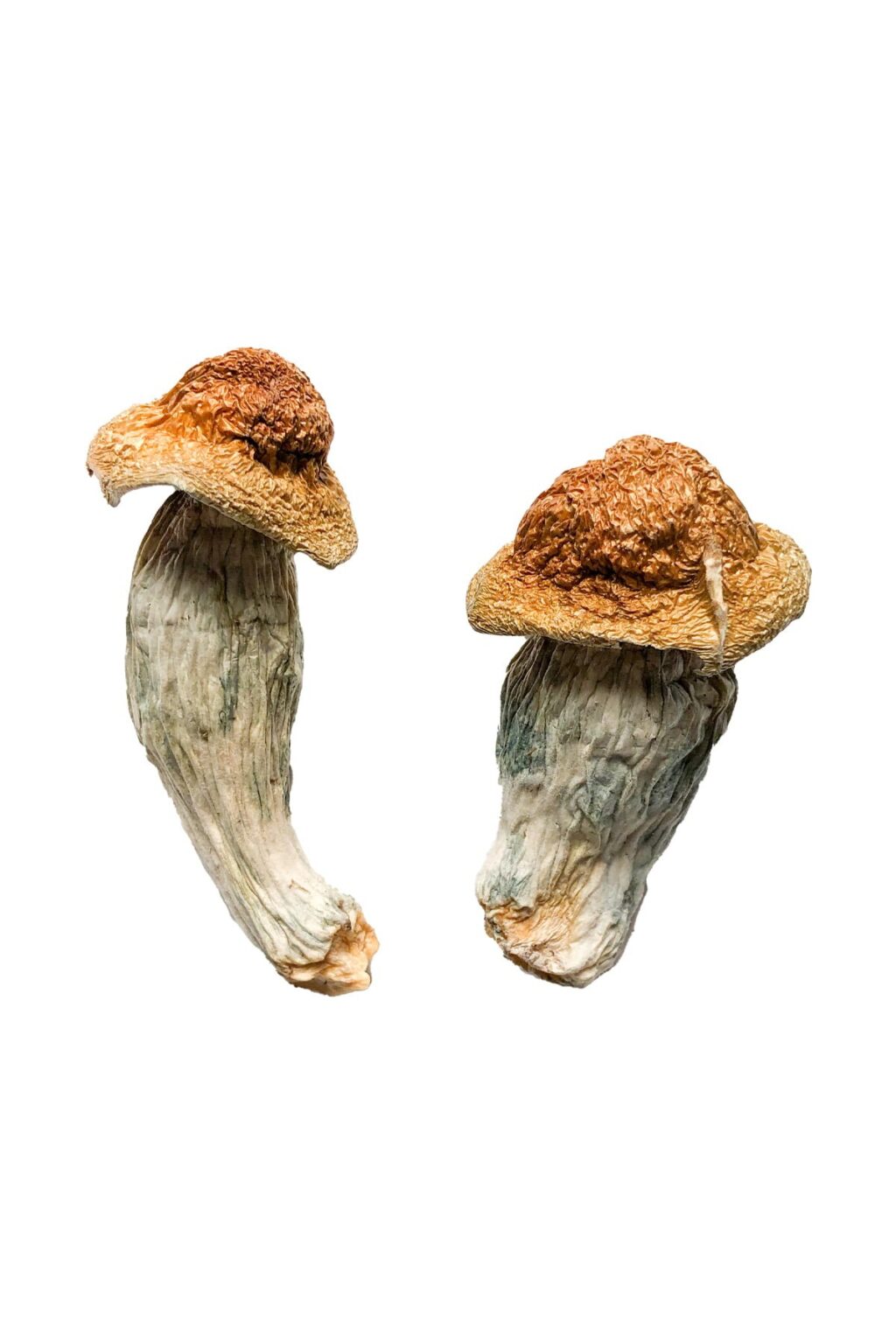 Melmac Homestead Penis Envy strain dried botanical specimens displaying characteristically thick gnarled stalks