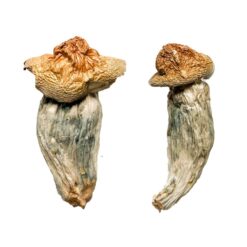 wavy split cap structure on a Melmac strain dense fungal specimen