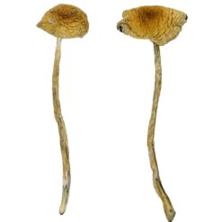 golden brown cap structure on a South American fungal specimen