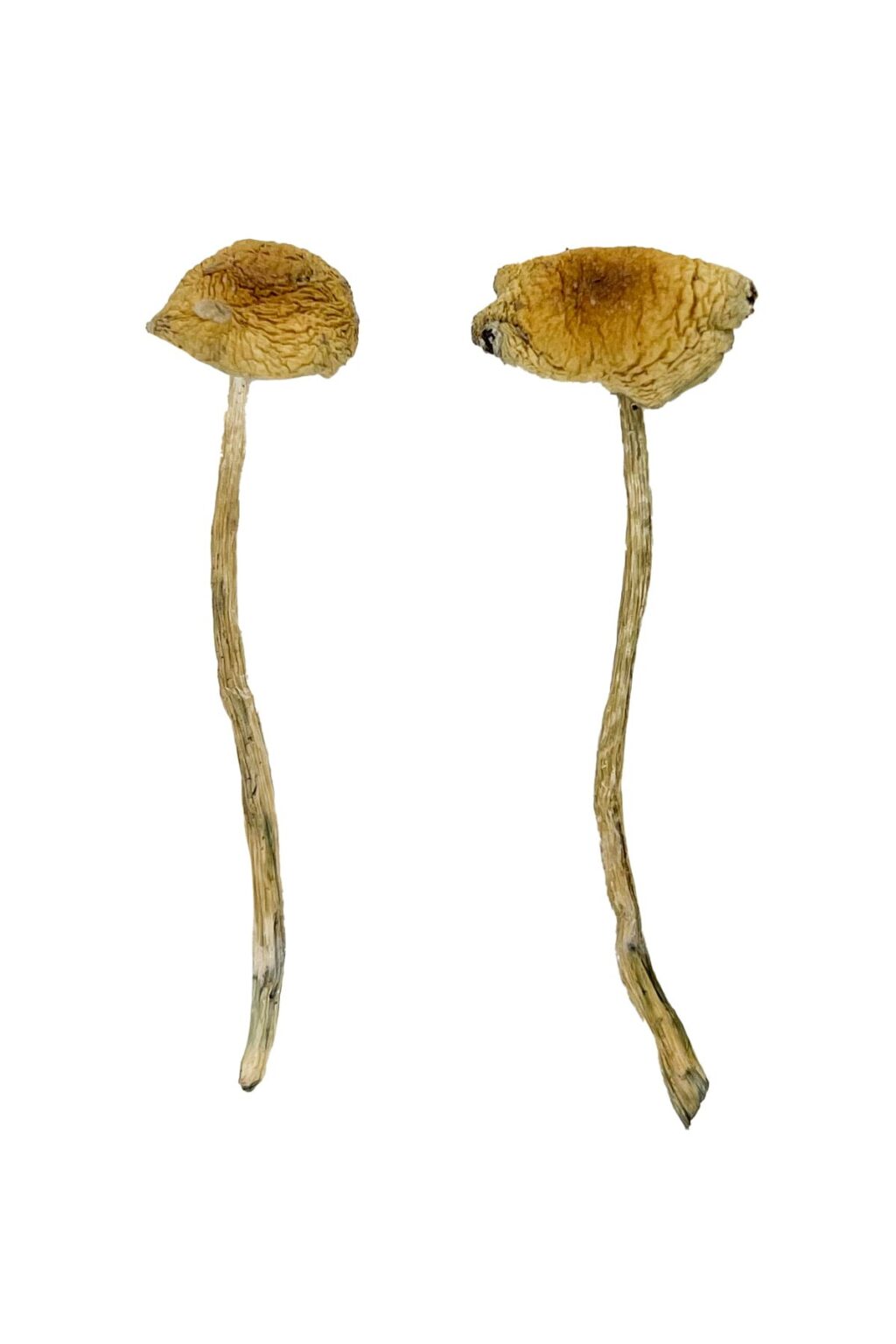 golden brown cap structure on a South American fungal specimen