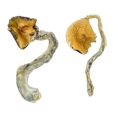 pale cap structure with distinct reddish brown spore tones on a Rusty Whyte fungal specimen