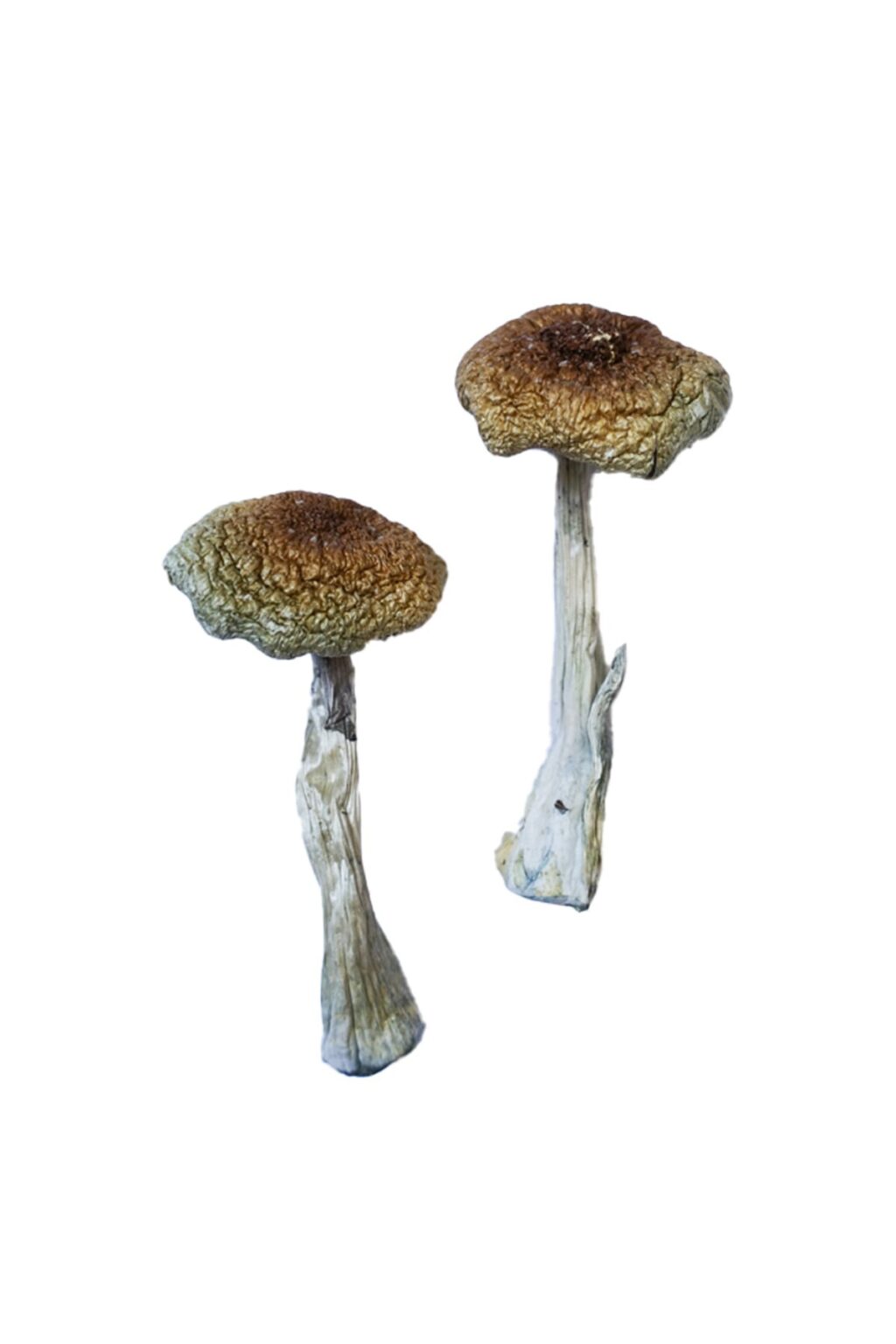 convex golden brown cap structure on an Aztecorum fungal specimen