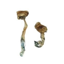 premium Texas Yellow Cap strain dried fungal specimens