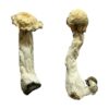 Trinity strain dried botanical specimens displaying thick stalks and distinct tan caps
