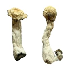 Trinity strain dried botanical specimens displaying thick stalks and distinct tan caps