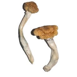 dense golden brown cap structure on a Vietnamese fungal specimen