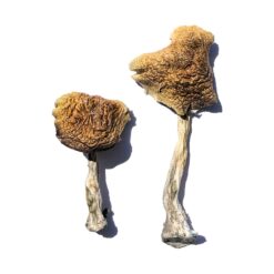 Wollongong strain dried botanical specimens displaying creamy white stalks and distinct golden brown caps
