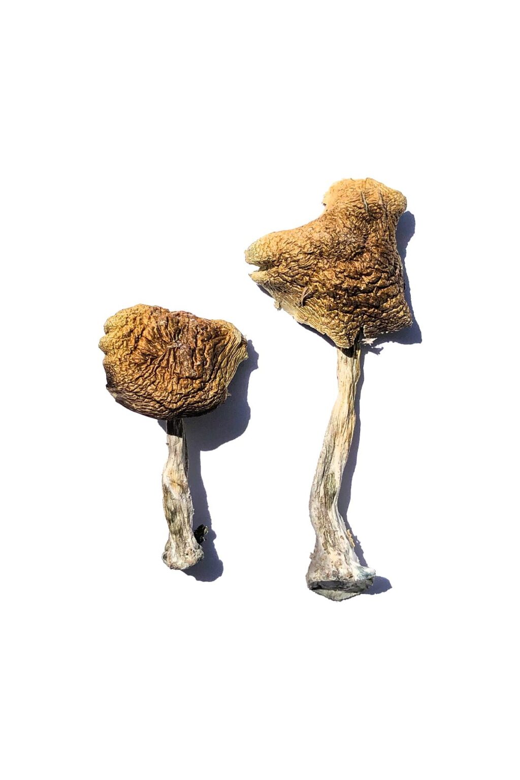 Wollongong strain dried botanical specimens displaying creamy white stalks and distinct golden brown caps