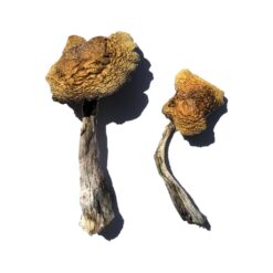 dense convex cap structure on a Wollongong strain fungal specimen