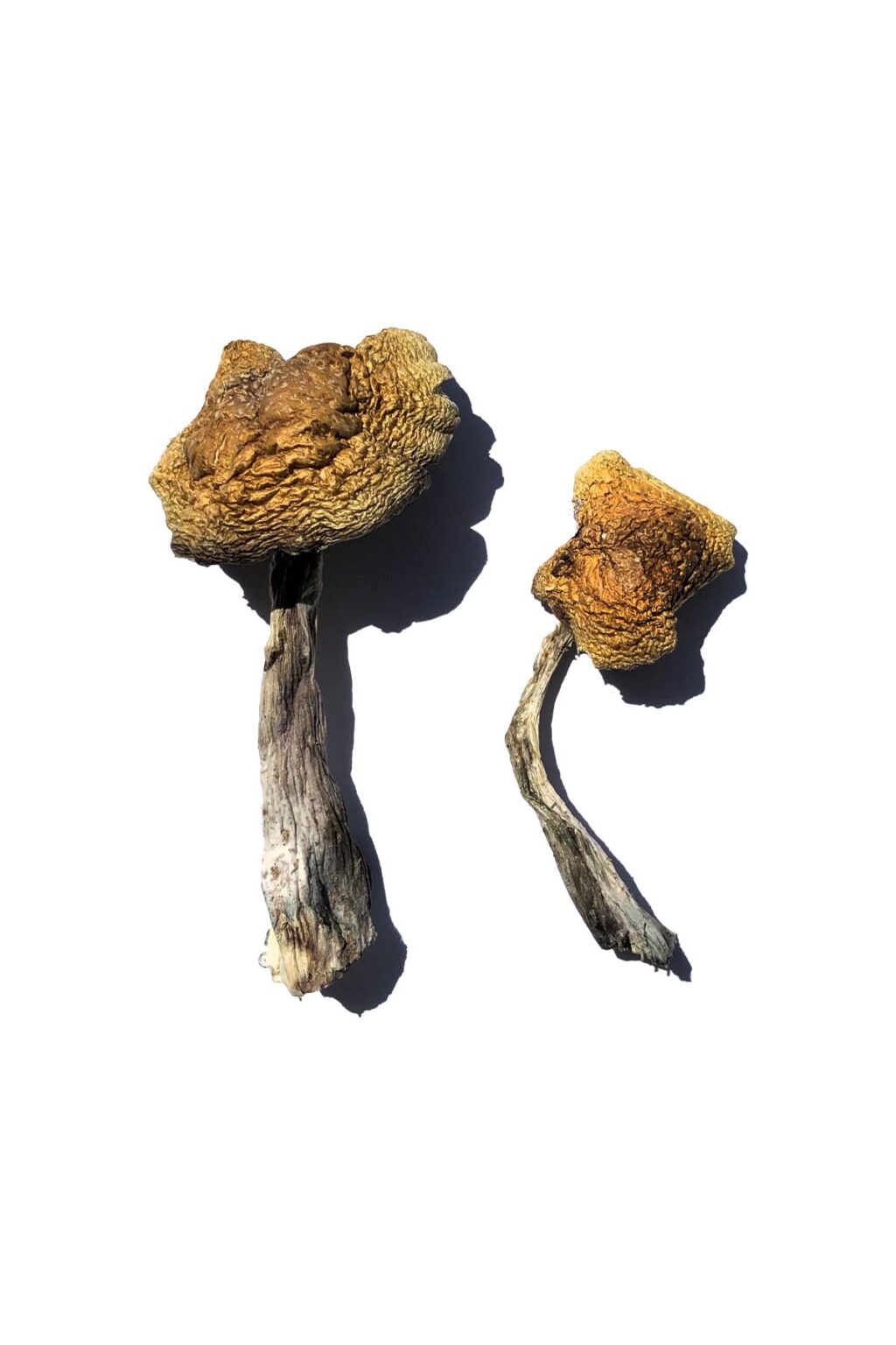 dense convex cap structure on a Wollongong strain fungal specimen