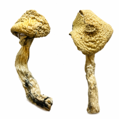 Jack Frost Magic Mushrooms